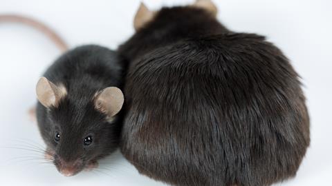 An Ob mouse sat beside a normal weight mouse