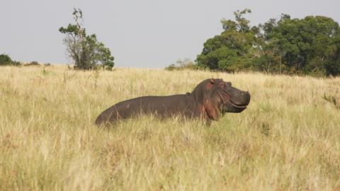 An image showing a hippo