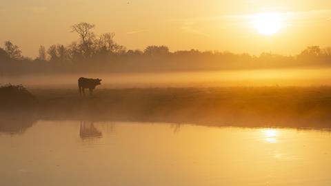 Cow in the mist