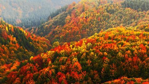 autumn forest
