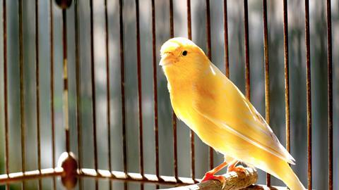 Canary bird in a cage