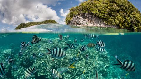 Damselfish swim in shallow water in Palau's inner lagoon. Palau is known for its beautiful rock islands, prolific marine life, and world class scuba diving and snorkeling.