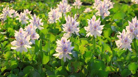 A photograph of some water hyacinths