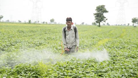 Unidentified Agricultural workers spraying pesticide in soybean fields. An Indian farming scene. Akola,Maharashtra, India
