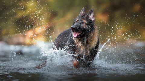 An image showing a dog jumping in water