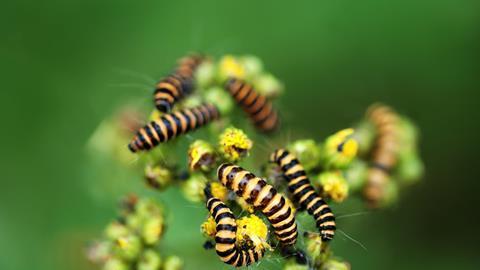 Orange and black striped caterpillars of the Cinnabar Moth, on wild yellow ragwort flowers