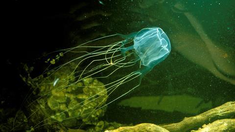 An image showing a box jellyfish (Chironex fleckeri)