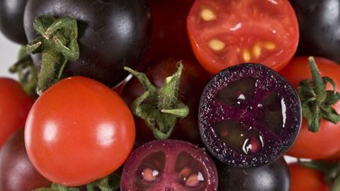 Purple GMO tomatoes