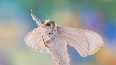 Closeup view of a silk moth