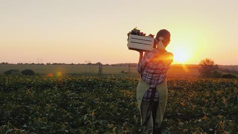 一个农民拿着一箱新鲜蔬菜走在田野里。