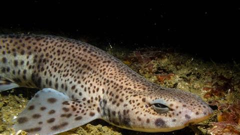 A photograph of the small-spotted catshark (Scyliorhinus canicula)