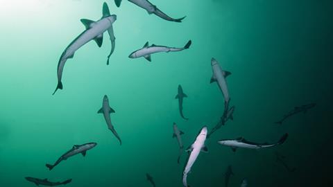 Dogfish sharks