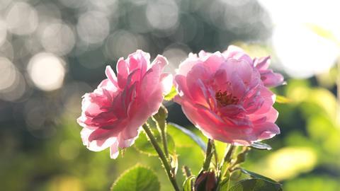 Pink damask roses in sunlight