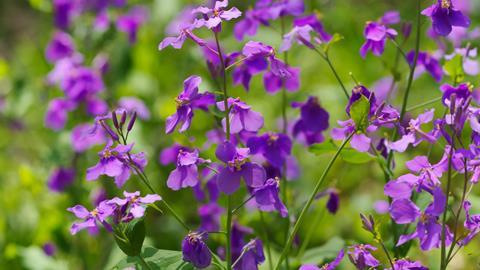 A photograph of dame's violet flowers