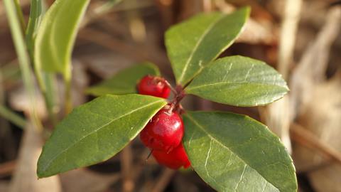 Wintergreen (Gaultheria procumbens) with Red Berries 