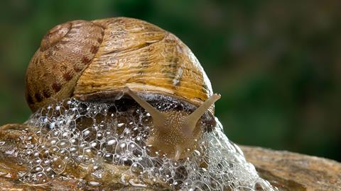 A close up of a snail with lots of bubbly slime