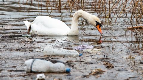 Swan in contaminated water