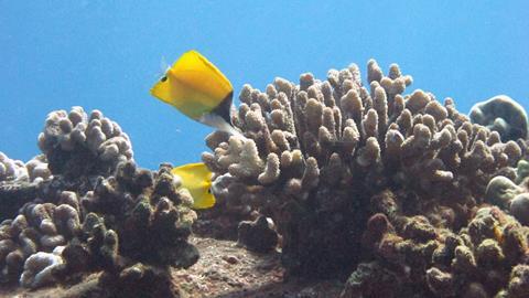 Longnose Butterflyfish in a beautiful coral reef.