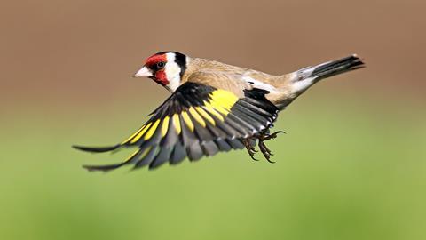 Goldfinch in flight, Lochwinnoch, Scotland.