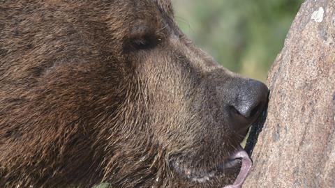 Bear licking a rock