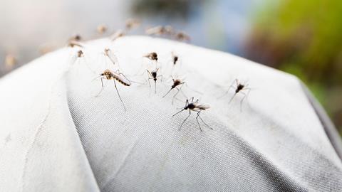 An image showing a group of mosquitos