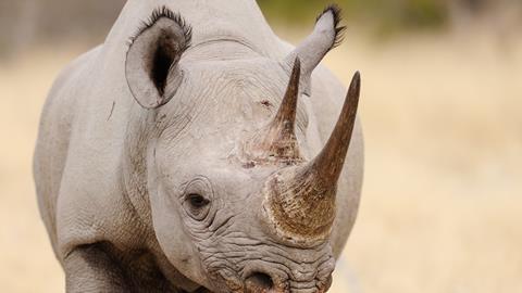 Black rhino head portrait, etosha nationalpark, namibia, (diceros bicornis)