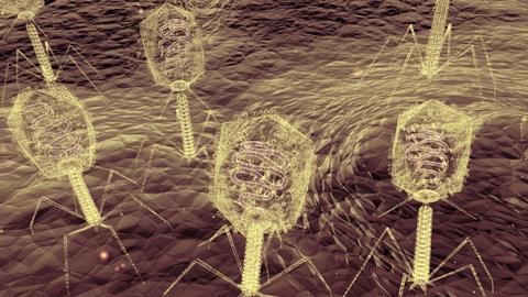 An up-close electron microscope style illustration of bacteriophage viruses infecting bacteria