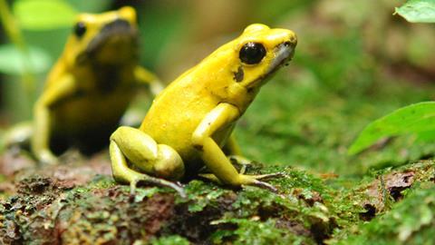 Two Phyllobates terribilis, a type of poison dart frog, in Zoo Zürich, Switzerland