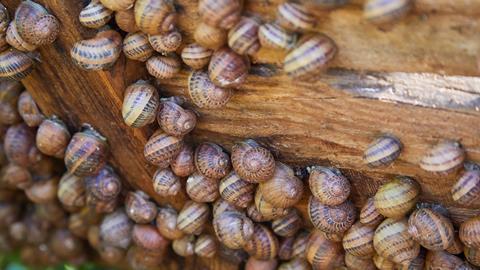 An image showing garden snails