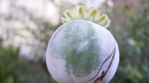 A freshly-scored opium poppy seedpod bleeding latex.