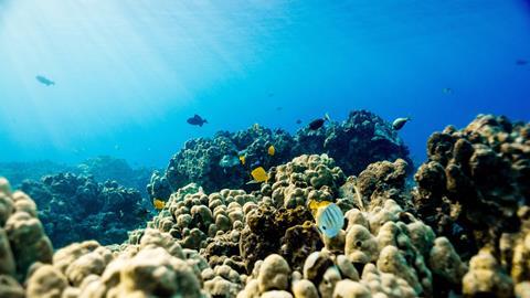 Coastal reef, Hawaii, USA.