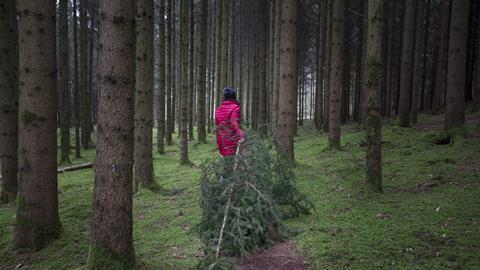 A photo of a person seen dragging a large fir tree along a small footpath through a dense pine forest