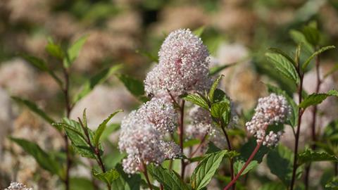 Ceanothus americanus. Common names include New Jersy tea, red root,  mountain sweet, and wild snowball