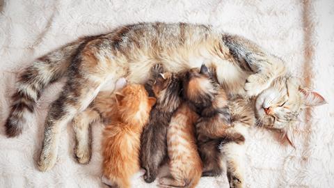 A grey mother cat lying on her side as a litter of four grey and ginger kittens drink her milk