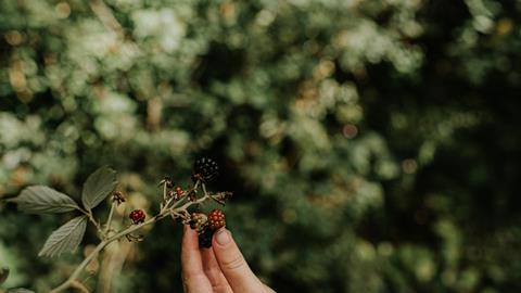 Blackberries