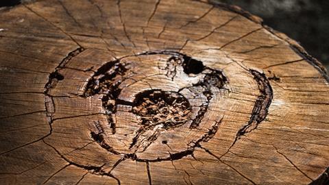 A picture of decaying wood