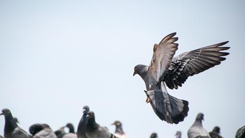 A pigeon in flight