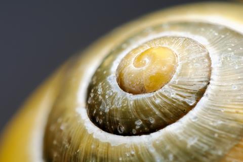 An image showing a snail shell pattern