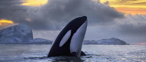 A photograph of an orca