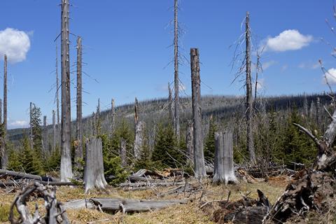 An image showing a forest affected by acid rain