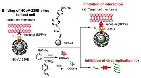 An image showing the influence of CQDs on binding of HCoV-229E virus to cells