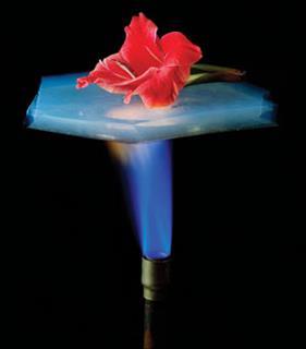 aerogel protecting flower from flame