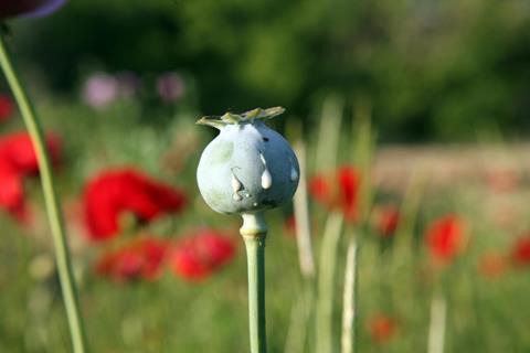Opium poppy seed head - Index