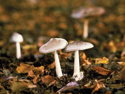 death cap mushrooms