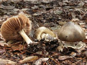 Paddy straw mushrooms