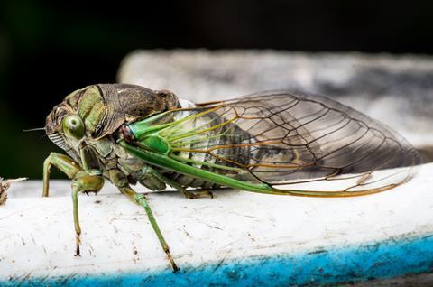 An image showing a cicada