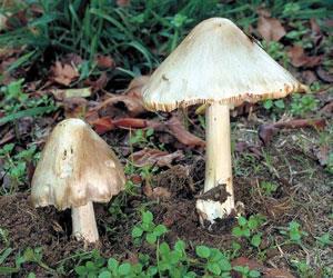 V. speciosa and death cap mushrooms