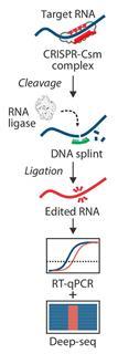 Gene editing 