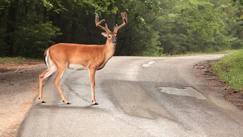 deer standing in the road