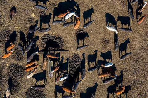 Top view of cattle